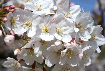 Elkezdődtek a Sakura Matsurik