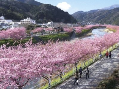 Elkezdődtek a Sakura Matsurik
