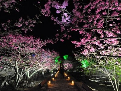 Elkezdődtek a Sakura Matsurik