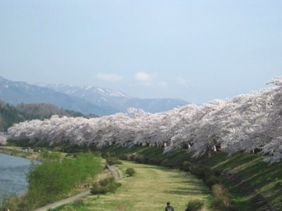 Elkezdődtek a Sakura Matsurik