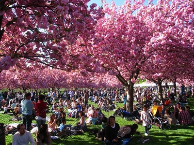 Elkezdődtek a Sakura Matsurik